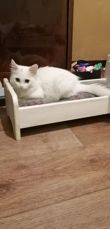 Лот: 16205124. Фото: 1. Котенок белый. Кошки, котята