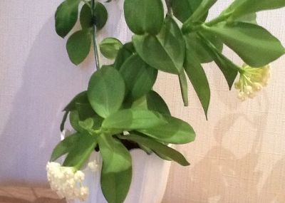 Лот: 3134206. Фото: 1. Хойя пахиклада - Hoya pachyclada. Горшечные растения и комнатные цветы