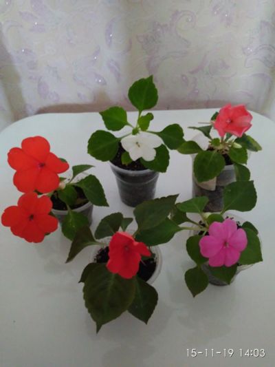 Лот: 15023051. Фото: 1. бальзамины 5 шт разных цветов... Горшечные растения и комнатные цветы