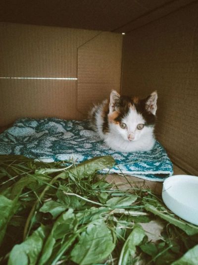 Лот: 14417198. Фото: 1. Котенок бесплатно. Кошки, котята