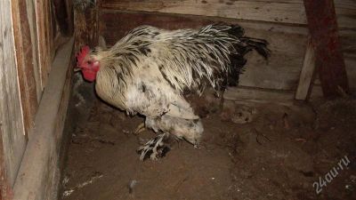 Лот: 2155625. Фото: 1. помесные петухи и куры. Птицы