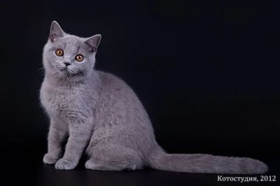 Лот: 4874198. Фото: 1. Британская кошка короткошерстная... Кошки, котята