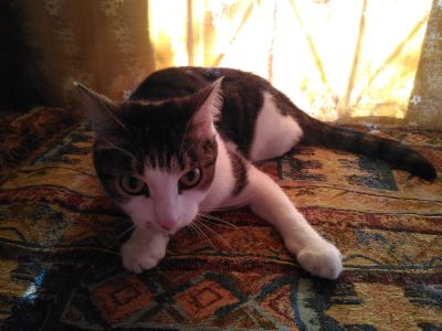 Лот: 11673969. Фото: 1. Котик Сибиряк. Кошки, котята