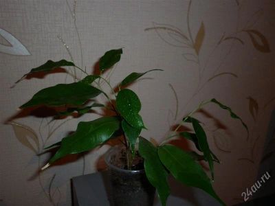 Лот: 1238723. Фото: 1. Фикус бенжамина"Экзотика"-2 укоренённых... Горшечные растения и комнатные цветы
