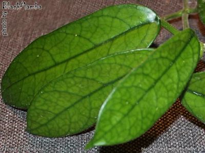 Лот: 7588433. Фото: 1. Хойя глобулоза (Hoya globulosa... Горшечные растения и комнатные цветы