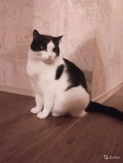Лот: 8754528. Фото: 1. Отдам в хорошие добрые руки домашнюю... Кошки, котята