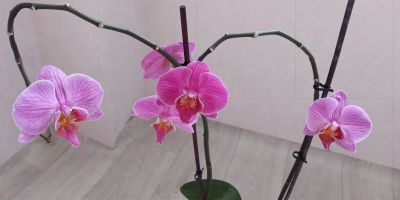 Лот: 20347825. Фото: 1. Орхидея фаленопсис. Горшечные растения и комнатные цветы