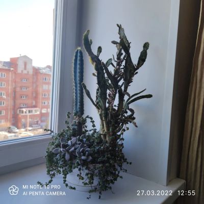 Лот: 18835251. Фото: 1. Суккуленты композиция с каменными... Горшечные растения и комнатные цветы