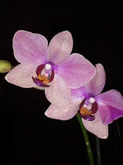 Лот: 11765911. Фото: 1. Орхидея фаленопсис. Горшечные растения и комнатные цветы