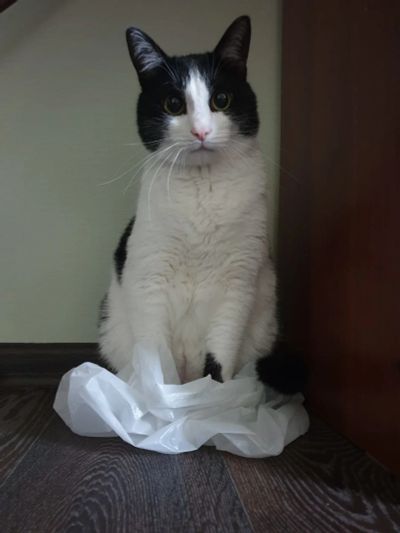 Лот: 17541810. Фото: 1. Кот. Кошки, котята