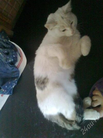 Лот: 2096033. Фото: 1. Котик Тишка. Кошки, котята