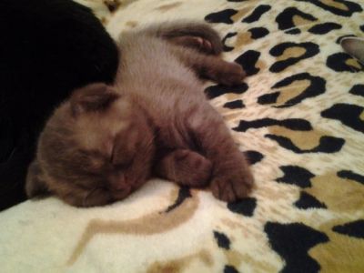 Лот: 6264095. Фото: 1. Шотландские ,Британские котята. Кошки, котята