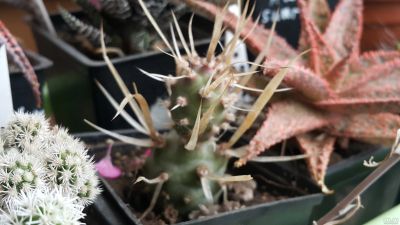 Лот: 12005467. Фото: 1. Кактус Tephrocactus articulatus... Горшечные растения и комнатные цветы