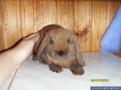 Лот: 124037. Фото: 1. вислоухий кролик. Остальные животные