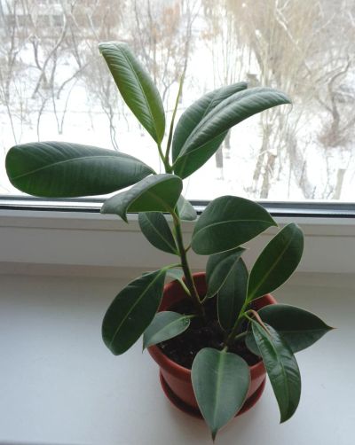 Лот: 5760838. Фото: 1. Продаются два фикуса в горшке. Горшечные растения и комнатные цветы