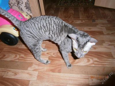 Лот: 1709850. Фото: 1. продам котенка корниш-рекс. Кошки, котята