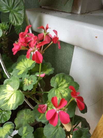 Лот: 15425355. Фото: 1. Пеларгония Happy Thaught Rad. Горшечные растения и комнатные цветы