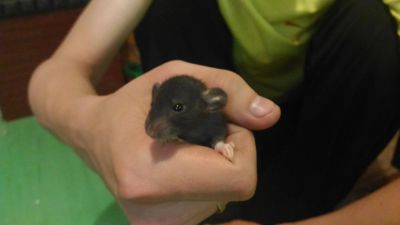 Лот: 7281000. Фото: 1. Крысята дамбо. Остальные животные