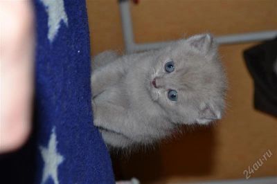 Лот: 2401826. Фото: 1. Шотландские прямоухие. Кошки, котята