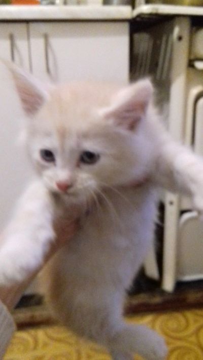 Лот: 17045058. Фото: 1. Котенок мейкун. Корма