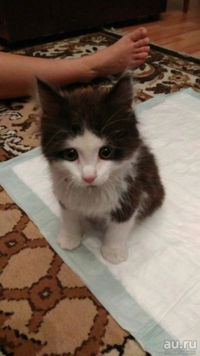 Лот: 9397659. Фото: 1. Отдам котенка. Кошки, котята