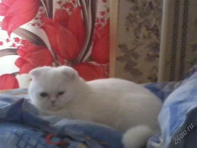 Лот: 760712. Фото: 1. британская кошечка ищет вислоухого... Остальные животные