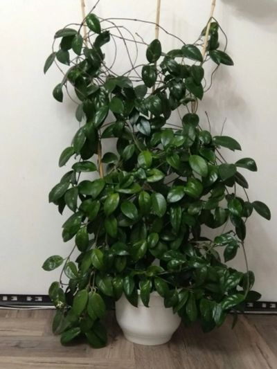 Лот: 22223045. Фото: 1. Хойя. Горшечные растения и комнатные цветы