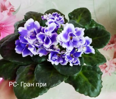 Лот: 14303067. Фото: 1. Фиалка РС- Гран при- лист. Горшечные растения и комнатные цветы