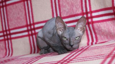 Лот: 4413220. Фото: 1. Будущие чемпионы. Кошки, котята