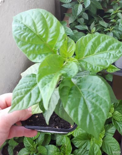 Лот: 13682565. Фото: 1. 7pot white. Сверх острый сорт... Овощи