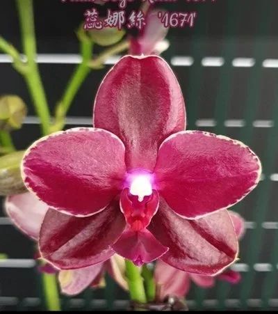Лот: 16332485. Фото: 1. Орхидея Фаленопсис/400/Sogo Relex... Горшечные растения и комнатные цветы