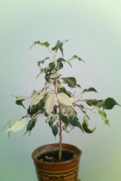 Лот: 3844937. Фото: 1. Фикус Кёрли. Горшечные растения и комнатные цветы