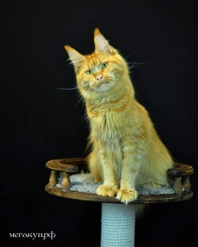 Лот: 18052270. Фото: 1. Крупная кошка мейн кун. Кошки, котята