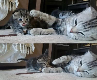 Лот: 5548304. Фото: 1. Шотландская вислоухая мрамор... Кошки, котята