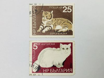 Лот: 23314168. Фото: 1. Кошки. Ангора турецкая (Ангорская... Марки