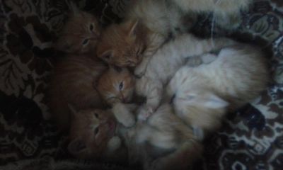 Лот: 5341579. Фото: 1. подарю чудных котят. Кошки, котята