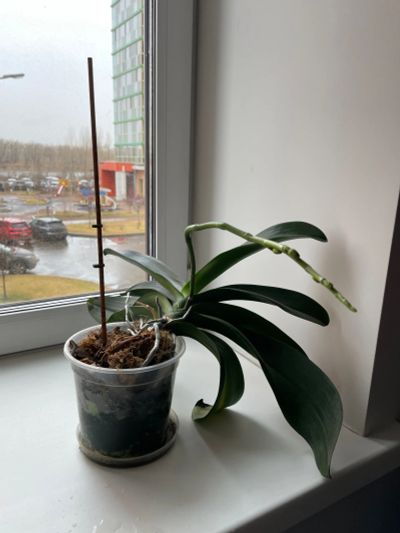 Лот: 19631122. Фото: 1. Орхидея белая. Горшечные растения и комнатные цветы