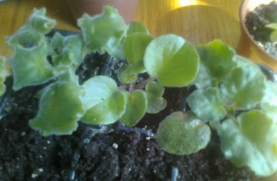 Лот: 4328567. Фото: 1. Фиалки, 3 детки. Горшечные растения и комнатные цветы