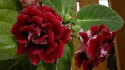 Лот: 8607543. Фото: 1. Глоксиния Красная • Шикарный сорт... Горшечные растения и комнатные цветы