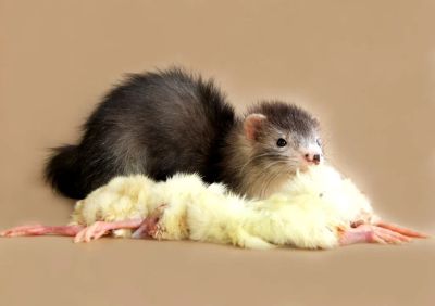Лот: 1576384. Фото: 1. Суточные цыплята на корм хорькам... Корма