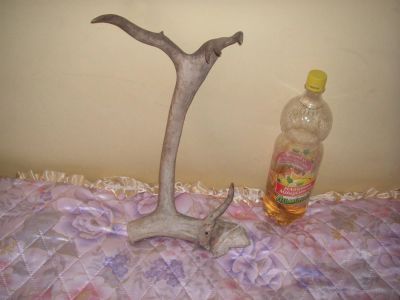 Лот: 4697130. Фото: 1. Просто часть рога. Чучела животных, рога, шкуры