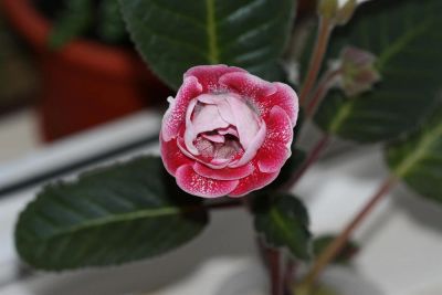 Лот: 2987325. Фото: 1. Глоксиния 11 (цветущая). Горшечные растения и комнатные цветы