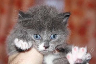 Лот: 656953. Фото: 1. котенок. Остальные животные