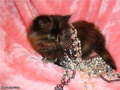 Лот: 3157869. Фото: 1. Персидские котята классического... Кошки, котята