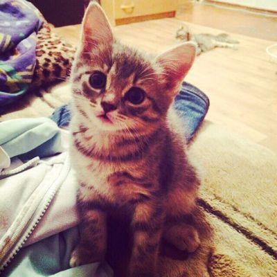 Лот: 7748202. Фото: 1. Срочно! Шотландская прямоухая... Кошки, котята