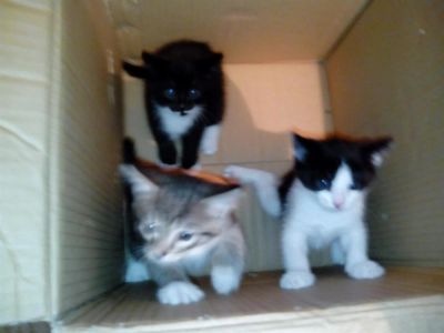 Лот: 3394175. Фото: 1. котики. Кошки, котята