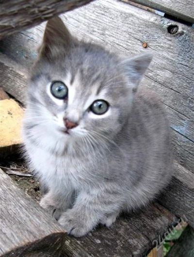 Лот: 2173924. Фото: 1. Серый котенок. Кошки, котята