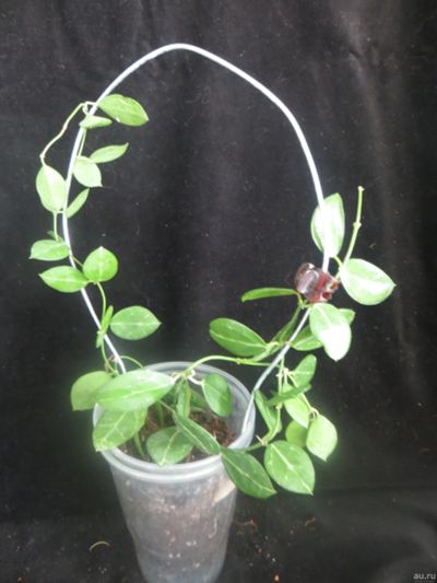 Лот: 13592423. Фото: 1. Dischidia ovata-2. Горшечные растения и комнатные цветы