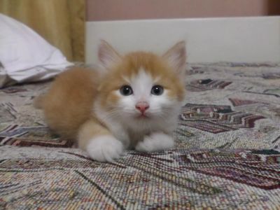 Лот: 4293619. Фото: 1. Котята. Кошки, котята