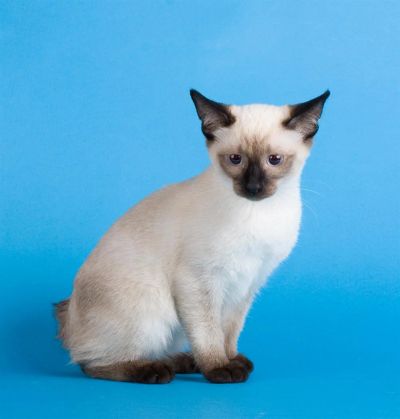 Лот: 3618983. Фото: 1. котята меконгского бобтейла. Кошки, котята